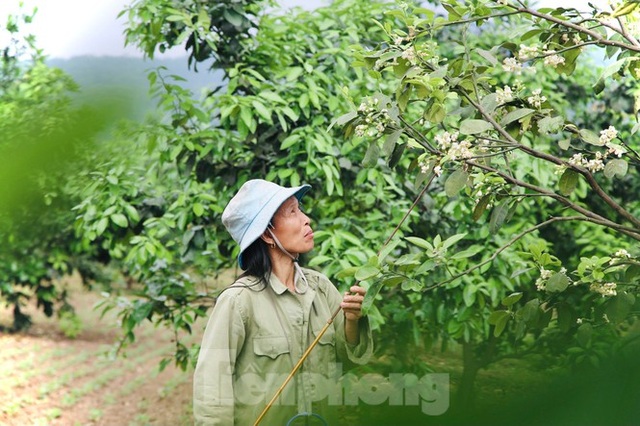 Xem nông dân Hà Tĩnh thụ phấn cho đệ nhất bưởi - 6 Xem nông dân Hà Tĩnh thụ phấn cho đệ nhất bưởi - 6