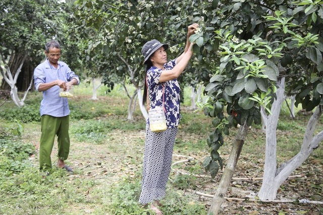 Xem nông dân Hà Tĩnh thụ phấn cho đệ nhất bưởi - 9 Xem nông dân Hà Tĩnh thụ phấn cho đệ nhất bưởi - 9