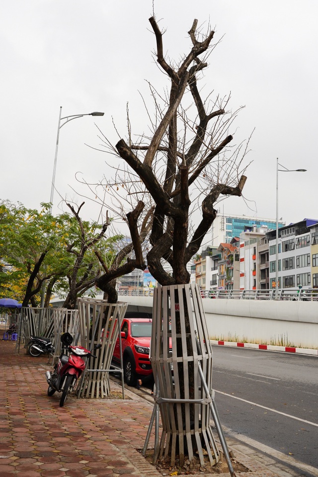 7 cây sưa đỏ quý hiếm trên đường Nguyễn Văn Huyên ở Hà Nội đã chết - 9