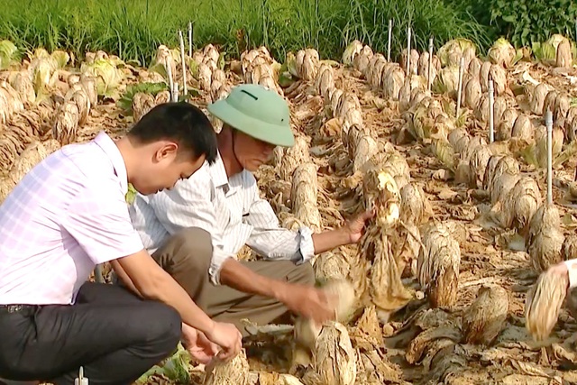 Một ruộng rau cải hư hỏng.jpeg Một ruộng rau cải hư hỏng.jpeg