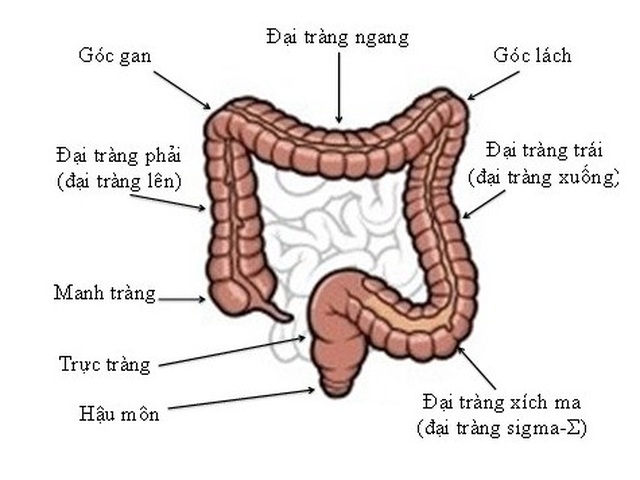 Những dấu hiệu tố cáo ung thư đại trực tràng - 2 Những dấu hiệu tố cáo ung thư đại trực tràng - 2