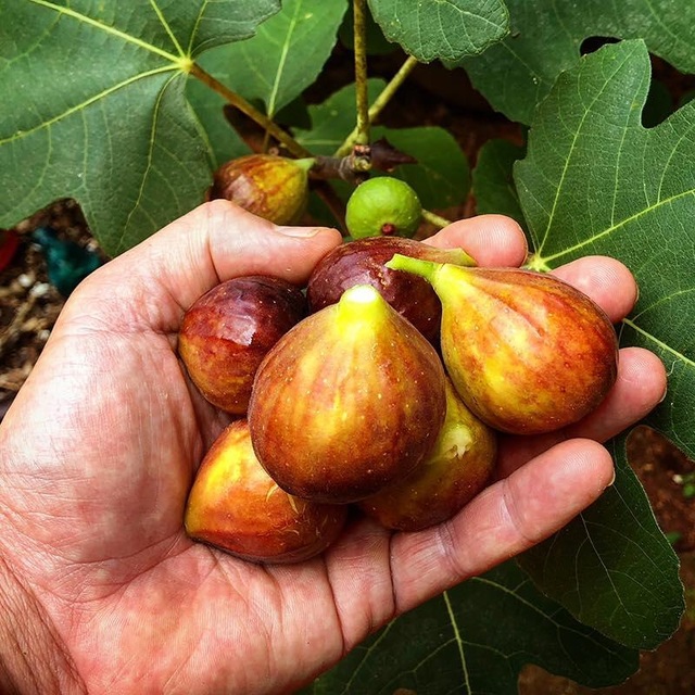 Khu vườn tươi tốt của người đàn ông ấp ủ tình yêu làm vườn từ năm 8 tuổi - 6 Khu vườn tươi tốt của người đàn ông ấp ủ tình yêu làm vườn từ năm 8 tuổi - 6
