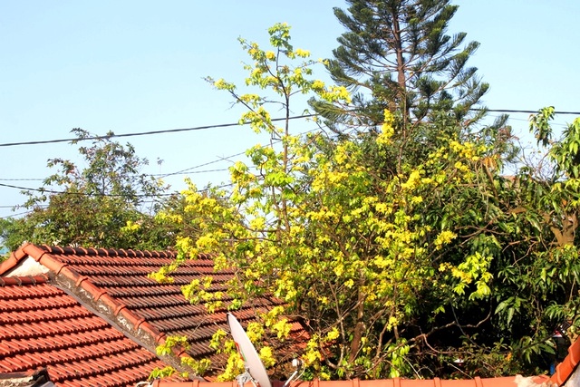 Thừa Thiên Huế vận động người dân trồng mai vàng trước ngõ - 2 Thừa Thiên Huế vận động người dân trồng mai vàng trước ngõ - 2