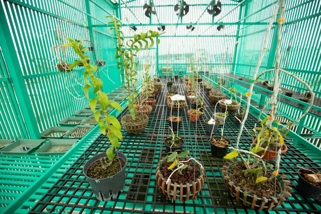 Nghệ nhân Lê Đăng Khoa chia sẻ đặc điểm sinh trưởng và chăm sóc Lan Phi Điệp Var đúng chuẩn - 3 Nghệ nhân Lê Đăng Khoa chia sẻ đặc điểm sinh trưởng và chăm sóc Lan Phi Điệp Var đúng chuẩn - 3