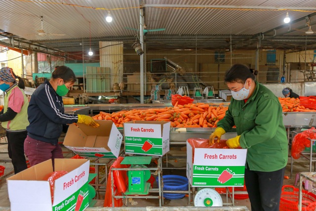 Hải Dương: Cà rốt ra khơi, hàng ngon tăng giá sau lệnh gỡ phong tỏa - 7 Hải Dương: Cà rốt ra khơi, hàng ngon tăng giá sau lệnh gỡ phong tỏa - 7