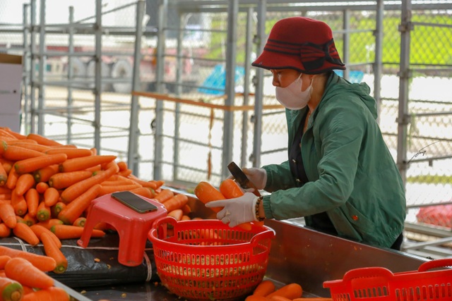 Hải Dương: Cà rốt ra khơi, hàng ngon tăng giá sau lệnh gỡ phong tỏa - 6 Hải Dương: Cà rốt ra khơi, hàng ngon tăng giá sau lệnh gỡ phong tỏa - 6