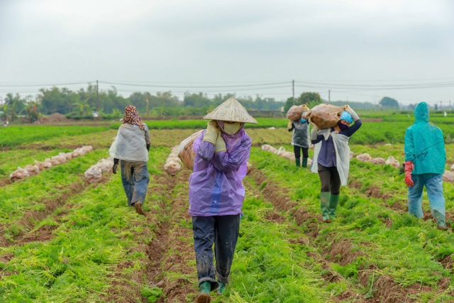 Hải Dương: Cà rốt ra khơi, hàng ngon tăng giá sau lệnh gỡ phong tỏa - 2 Hải Dương: Cà rốt ra khơi, hàng ngon tăng giá sau lệnh gỡ phong tỏa - 2