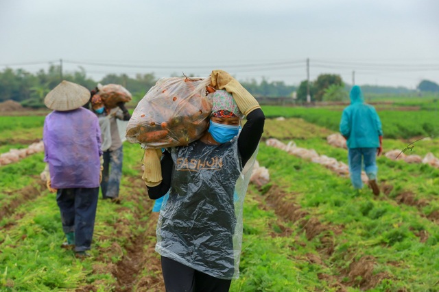 Hải Dương: Cà rốt ra khơi, hàng ngon tăng giá sau lệnh gỡ phong tỏa - 4 Hải Dương: Cà rốt ra khơi, hàng ngon tăng giá sau lệnh gỡ phong tỏa - 4