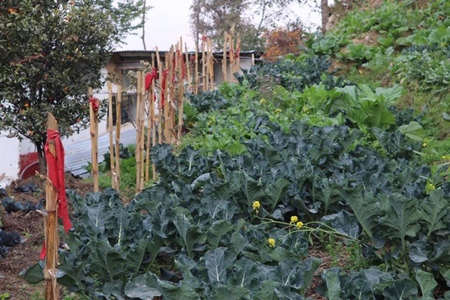 Mê mẩn trang trại bậc thang không hóa chất trên núi cao 1.500m - 8