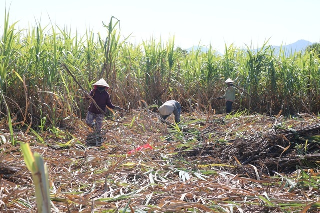 Thủ phủ mía Nam Trung Bộ suy thoái, người trồng tìm cách chạy trốn - 1 Thủ phủ mía Nam Trung Bộ suy thoái, người trồng tìm cách chạy trốn - 1