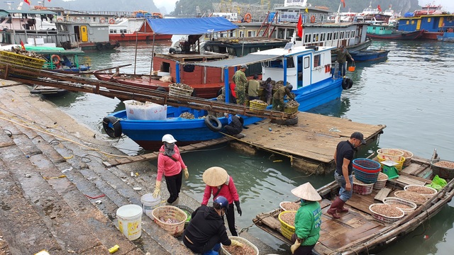 Có những dịch vụ khác ngoài việc mua bán hải sản tại chợ hải sản Vân Đồn không?