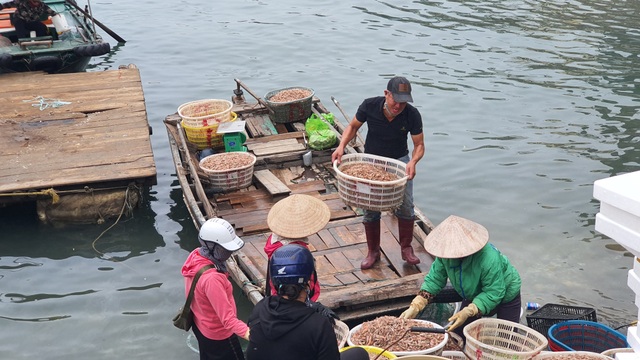 Mục sở thị chợ cá nổi tiếng ở Cái Rồng, Vân Đồn sau bão Covid-19 - 3