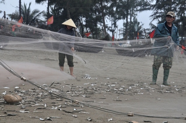 Kiếm tiền triệu mỗi ngày nhờ thu hoạch cá trích - 3 Kiếm tiền triệu mỗi ngày nhờ thu hoạch cá trích - 3