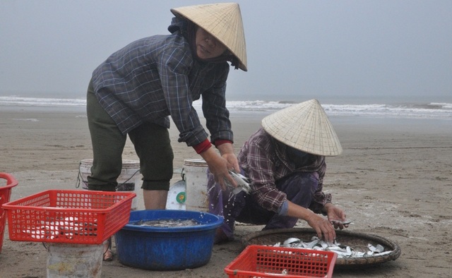Kiếm tiền triệu mỗi ngày nhờ thu hoạch cá trích - 6 Kiếm tiền triệu mỗi ngày nhờ thu hoạch cá trích - 6