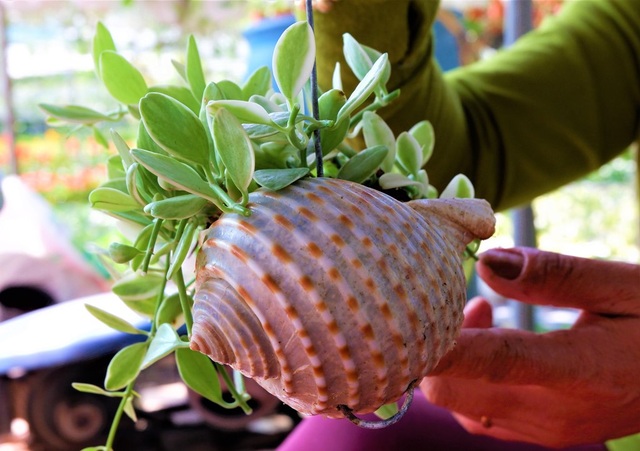 Chuyện về nữ nông dân tỷ phú làm giàu từ cây cảnh treo - 5 Chuyện về nữ nông dân tỷ phú làm giàu từ cây cảnh treo - 5