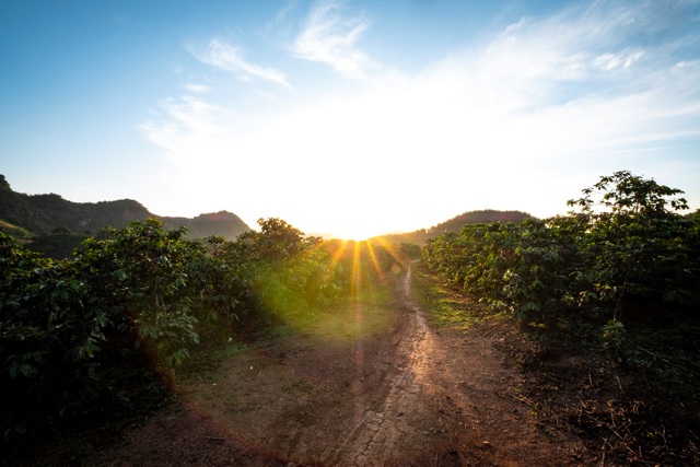 Những vùng trồng cà phê Arabica ngon nhất Việt Nam - 1 Những vùng trồng cà phê Arabica ngon nhất Việt Nam - 1