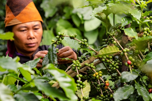 Những vùng trồng cà phê Arabica ngon nhất Việt Nam - 2 Những vùng trồng cà phê Arabica ngon nhất Việt Nam - 2