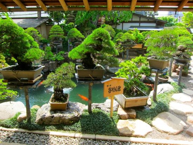Nơi thỏa niềm đam mê của những người yêu bonsai - 3 Nơi thỏa niềm đam mê của những người yêu bonsai - 3