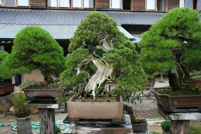 Nơi thỏa niềm đam mê của những người yêu bonsai - 4 Nơi thỏa niềm đam mê của những người yêu bonsai - 4