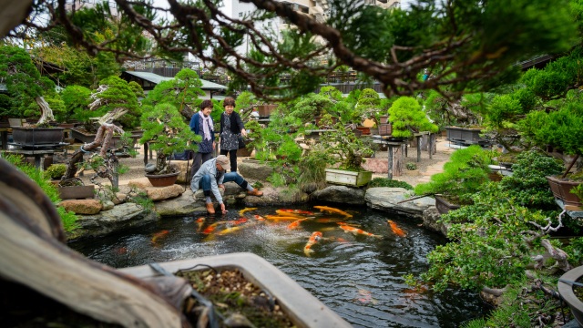 Nơi thỏa niềm đam mê của những người yêu bonsai - 6 Nơi thỏa niềm đam mê của những người yêu bonsai - 6