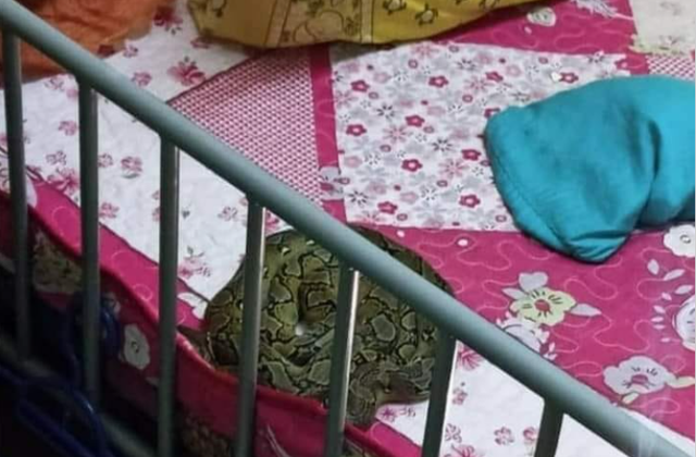 Trăn dài 1 mét trèo lên giường ngủ cạnh em bé - 1 Trăn dài 1 mét trèo lên giường ngủ cạnh em bé - 1