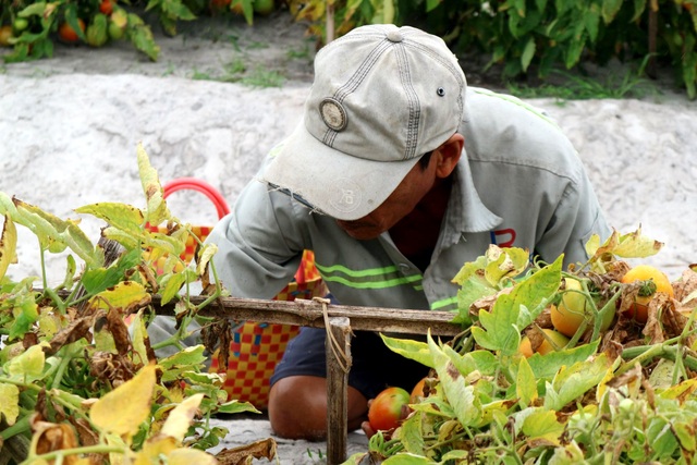 Cà chua được mùa mất giá, nông dân đứng ngồi không yên - 2 Cà chua được mùa mất giá, nông dân đứng ngồi không yên - 2