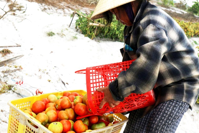 Cà chua được mùa mất giá, nông dân đứng ngồi không yên - 4 Cà chua được mùa mất giá, nông dân đứng ngồi không yên - 4