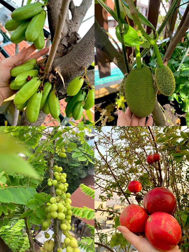 Khu vườn trên không trăm loại rau trái tươi tốt của mẹ đảm Sài Gòn - 7 Khu vườn trên không trăm loại rau trái tươi tốt của mẹ đảm Sài Gòn - 7
