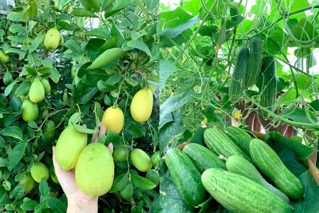 Khu vườn trên không trăm loại rau trái tươi tốt của mẹ đảm Sài Gòn - 8 Khu vườn trên không trăm loại rau trái tươi tốt của mẹ đảm Sài Gòn - 8
