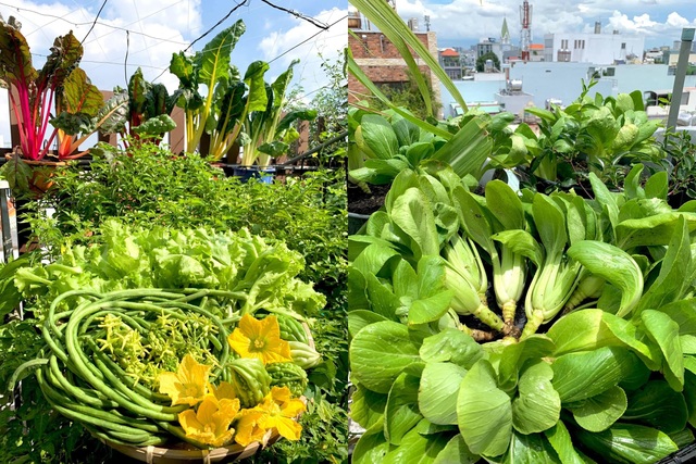 Khu vườn trên không trăm loại rau trái tươi tốt của mẹ đảm Sài Gòn - 9 Khu vườn trên không trăm loại rau trái tươi tốt của mẹ đảm Sài Gòn - 9