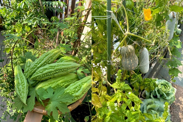 Khu vườn trên không trăm loại rau trái tươi tốt của mẹ đảm Sài Gòn - 10 Khu vườn trên không trăm loại rau trái tươi tốt của mẹ đảm Sài Gòn - 10