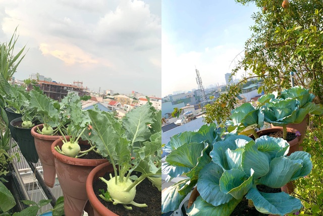 Khu vườn trên không trăm loại rau trái tươi tốt của mẹ đảm Sài Gòn - 14 Khu vườn trên không trăm loại rau trái tươi tốt của mẹ đảm Sài Gòn - 14