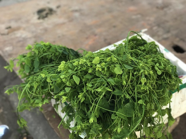 Rau rừng Tây Bắc đắt khách Thủ đô, ngày lấy 2 tạ vẫn không đủ bán - 2 Rau rừng Tây Bắc đắt khách Thủ đô, ngày lấy 2 tạ vẫn không đủ bán - 2