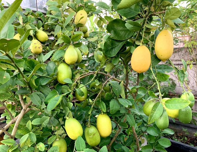 Khu vườn trên không trăm loại rau trái tươi tốt của mẹ đảm Sài Gòn - 15