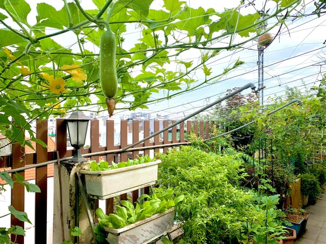 Khu vườn trên không trăm loại rau trái tươi tốt của mẹ đảm Sài Gòn - 5 Khu vườn trên không trăm loại rau trái tươi tốt của mẹ đảm Sài Gòn - 5