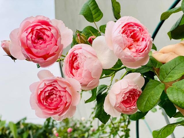 Vườn hồng trăm gốc nhập ngoại quý hiếm của mẹ đảm xinh đẹp ở Hà Giang - 11