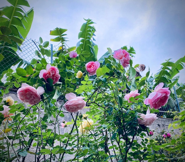 Vườn hồng trăm gốc nhập ngoại quý hiếm của mẹ đảm xinh đẹp ở Hà ...