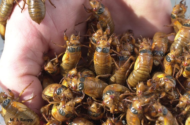 Mỹ: Hàng tỷ con côn trùng đội mồ chui lên sau 17 năm, tấn công khắp 15 bang - 1