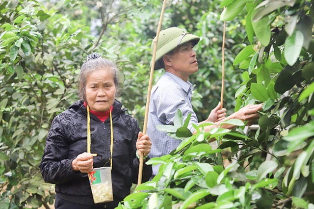 Tháng 3, kiếm tiền triệu từ việc se duyên cho bưởi Phúc Trạch - 10 Tháng 3, kiếm tiền triệu từ việc se duyên cho bưởi Phúc Trạch - 10