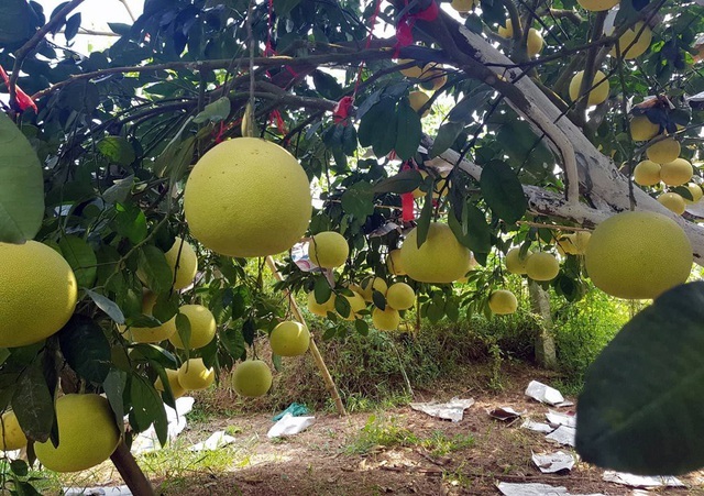 Tháng 3, kiếm tiền triệu từ việc se duyên cho bưởi Phúc Trạch - 13 Tháng 3, kiếm tiền triệu từ việc se duyên cho bưởi Phúc Trạch - 13