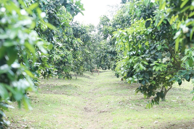 Tháng 3, kiếm tiền triệu từ việc se duyên cho bưởi Phúc Trạch - 3 Tháng 3, kiếm tiền triệu từ việc se duyên cho bưởi Phúc Trạch - 3
