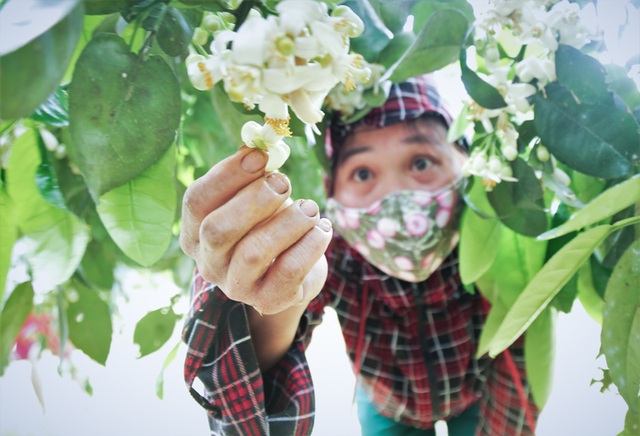 Tháng 3, kiếm tiền triệu từ việc se duyên cho bưởi Phúc Trạch - 6 Tháng 3, kiếm tiền triệu từ việc se duyên cho bưởi Phúc Trạch - 6