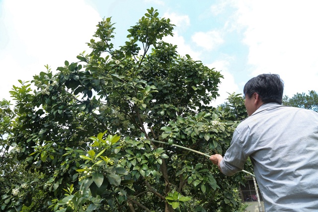 Tháng 3, kiếm tiền triệu từ việc se duyên cho bưởi Phúc Trạch - 7 Tháng 3, kiếm tiền triệu từ việc se duyên cho bưởi Phúc Trạch - 7