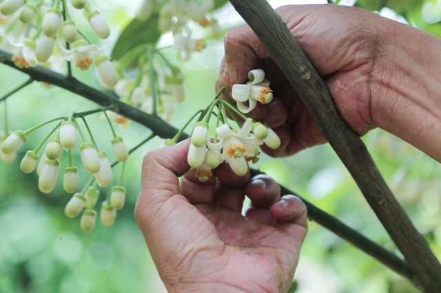 Tháng 3, kiếm tiền triệu từ việc se duyên cho bưởi Phúc Trạch - 11 Tháng 3, kiếm tiền triệu từ việc se duyên cho bưởi Phúc Trạch - 11