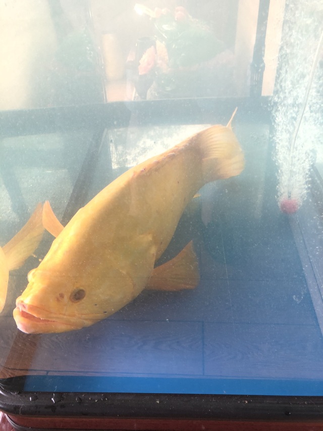 Cá mú biển vàng óng, trả giá 200 triệu đồng không bán - 1