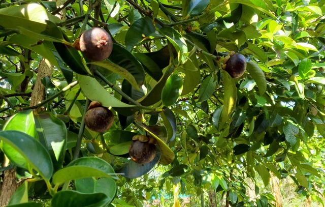 Loại cây xóa đói giảm nghèo có một không hai của người dân Quảng Nam - 2 Loại cây xóa đói giảm nghèo có một không hai của người dân Quảng Nam - 2