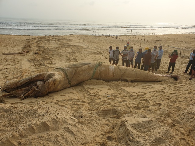 Cá voi khủng dạt vào bờ biển Quảng Nam - 1