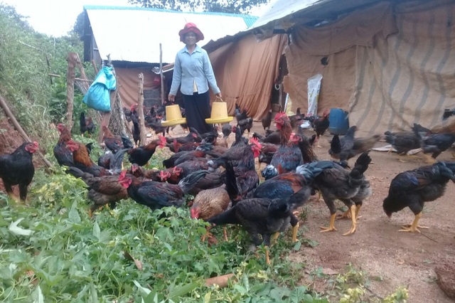 Người phụ nữ dân tộc Mạ thoát nghèo nhờ... 50 con gà lai chọi - 3