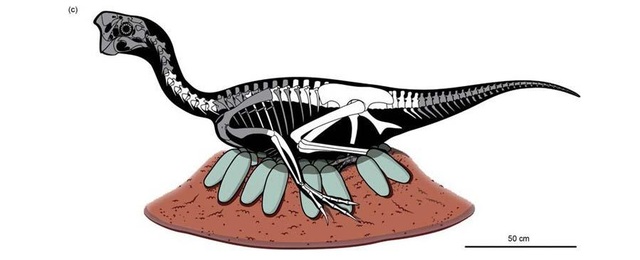 Tìm thấy hóa thạch khủng long và trứng còn nguyên phôi - 4