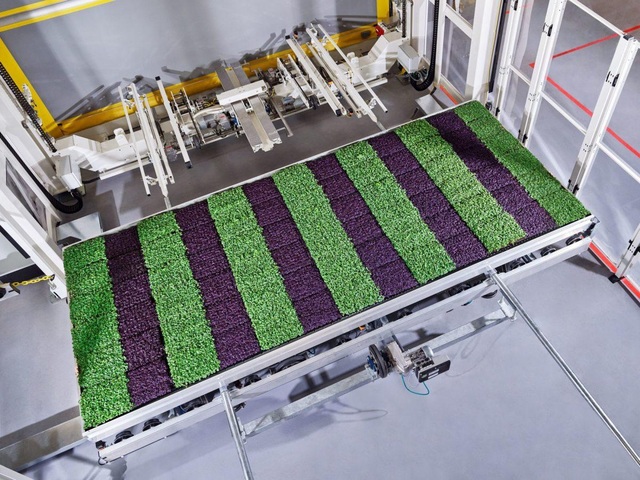 Ngỡ ngàng với trang trại thẳng đứng, robot thoăn thoắt trồng cây - 5 Ngỡ ngàng với trang trại thẳng đứng, robot thoăn thoắt trồng cây - 5